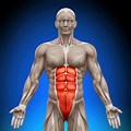 Abdominal Muscle Groups