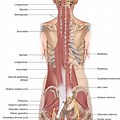 Deep Lumbar Spine Muscles