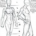 Female Body Drawing