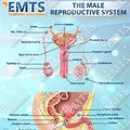 Male Reproductive System Body