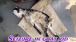 Seizures | Meningitis | Brain Edema | Goat | Baki palan