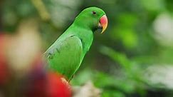 Male Eclectus parrot