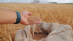 Hands of Farmer Touching and Sifting Wheat Grains in a Sack. Wheat Grain in a Hand
