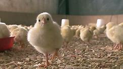 Cute chick in the chicken farm