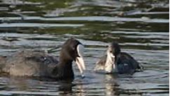 Eurasian coot and young chicks, also known as the common coot, or...