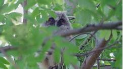An Northern Longeared Owl Chick Sits On A Branch Hiding In The Crown Of A Tree On A Summer Evening 4K Vídeo Stock y más Footage de A ver pájaros