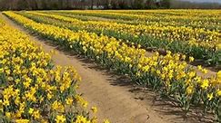 Daffodils 💛 @daltonfarmsnj #daffodils #daltonfarmsnj #newjersey #thingstodo #spring #springactivities #usa #flowers #flowerfields #outdoors #yellow #yellowflowers #nature