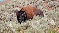 Indian reservation seeks to restore bison herds