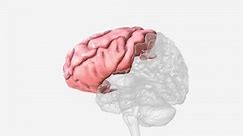 前頭葉は人間の脳で最も大きな葉です。