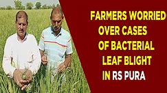 Farmers worried over cases of bacterial leaf blight in RS Pura