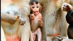 Really cute baby monkey Voto look so beautiful monkey