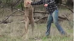 Man protects a dog from the fists of a kangaroo!😯🦘