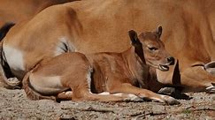 Jeune bébé Banteng, Bos javanicus ou Red Bull. Il s'agit d'un type de bétail sauvage, mais il existe des caractéristiques essentielles qui sont différentes du bétail et du bison : un fond de bande blanche chez les mâles et les femelles.