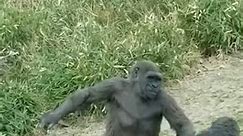 Wrestling #gorillas. #gorilla #dallaszoo | Dan Dan
