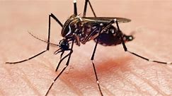 Dengue fever case in Arizona may have been locally acquired, officials say