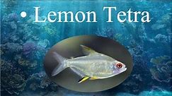 Lemon Tetra (Hyphessobrycon pulchripinnis) Aquarium fish profile