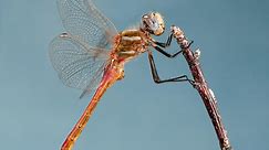 Nature: Dragonflies