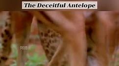 The Deceitful Antilop - Nature Vision/Wild Lens