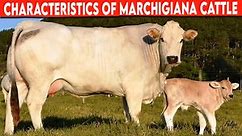 Cattle Marchigiana