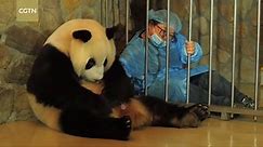 CGTN - Rare footage shows panda giving birth to twins A...