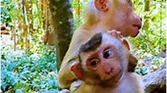 New baby look so cute today #SovanaFamilyMonkeys #MonkeyBusiness #nakedmonkey #monkey #spidermonkey #justdance #monkeydluffy #monkeycute #monkeybaby #animals #Master2023byTikTok #monkeyfamily #monkeyoftiktok #abandonedmonkey #monkeycute #meme #squirrelmonkey #baby #fyp #Животные #Animals #Природа #Nature #Ветеринар #Vet #Обезьяна #monkeyreels #reelsfypシ゚ #reels #reelsfacebook | Angkor Park Monkey