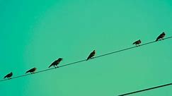 Ravens Perching On Electrical Cable Wire Against Green Sunset Sky. Low Angle Shot