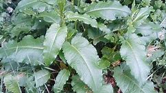 Cholagogue Herbs - ital is vital
