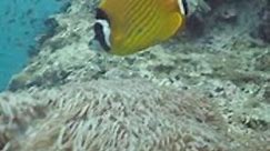 A Siganus Punctatus Swimming Around Fish and Coral