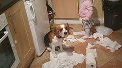 Dog and Baby Do Clean Up at Home | Funny Dog and baby Video