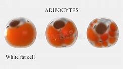 Types of Adipose Cells 3d Animation Stock Footage - Video of adipose, connective: 285442944