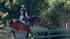 Duke is a pretty cool horse #dressage #vaulting #equestrain #equine #equestrainvaulting #vault #california | Violet Vaulting