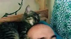 El momento de la bañación jajajaja Puccini ama Benji, su amo favorito #gatos #perros #bordercollie #bordercollie #puccini #nedda #cat #gatitos #