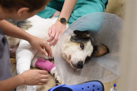 Veterinary control of canine leishmaniasis