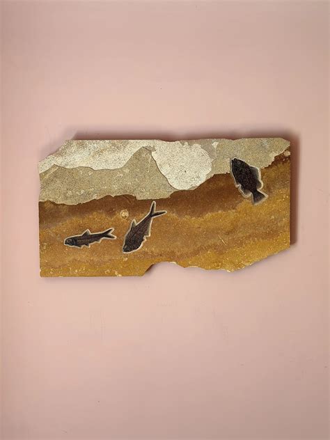 Fossilised Fish Plate | Vinterior
