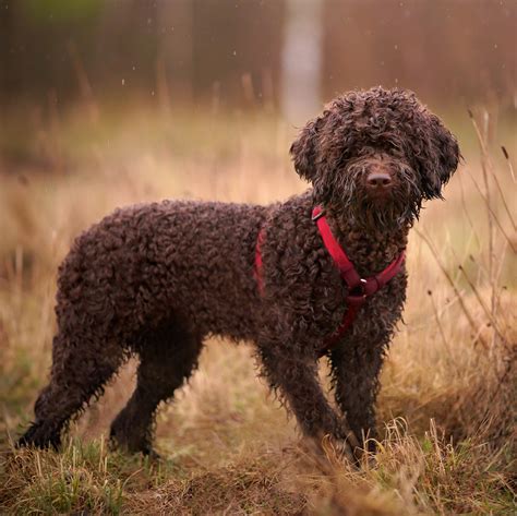 What Dog Is Hypoallergenic