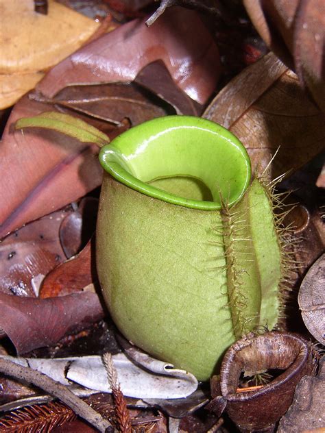 Nepenthes ampullaria - Définition et Explications
