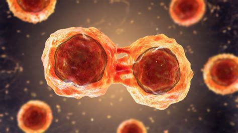 High-Fat Diets Linked to Aggressive Breast Cancer Progression - Memesita