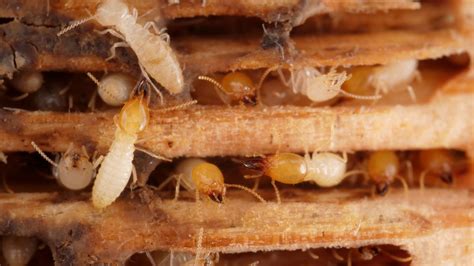 When is termite season in Louisiana? When to expect termite swarms