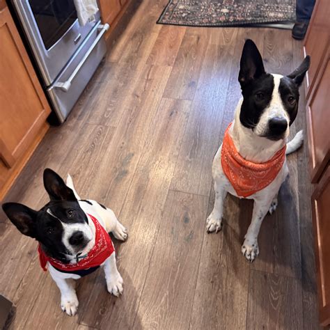 Piper - Adoptable Pet | Petfinder | Petfinder