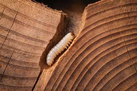 CSRT vs CSSW for Deathwatch Beetle: Which Survey Qualification Matters Most?