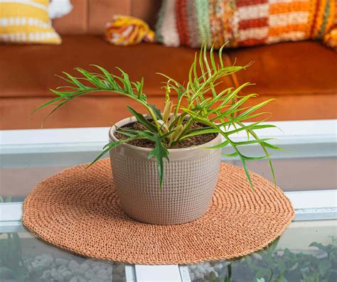 Philodendron Plant Types