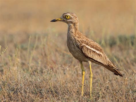 Eurasian Stone-curlew | Birdfact
