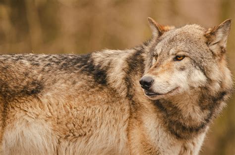 4k Wallpaper Wolf Alone Photos, Download The BEST Free 4k Wallpaper Wolf Alone Stock Photos & HD ...