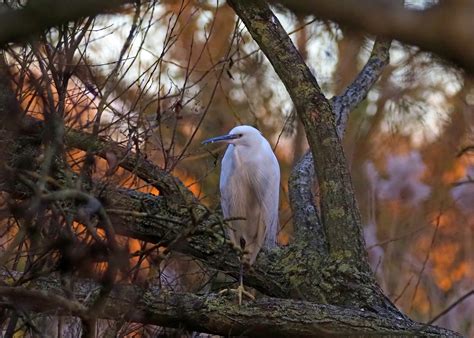 Report – Danson Park & Parakeet Roost, 3 January 2026 - Bexley Local Group