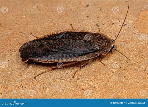 Adult Giant Cockroach stock image. Image of pterygota - 258932457