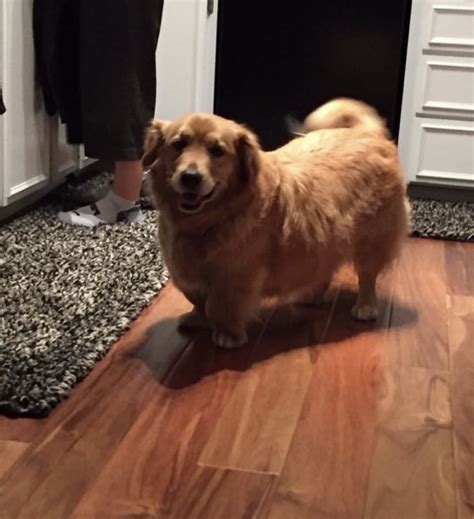 She's a Corgi Golden Retriever mix! : r/Incorgnito