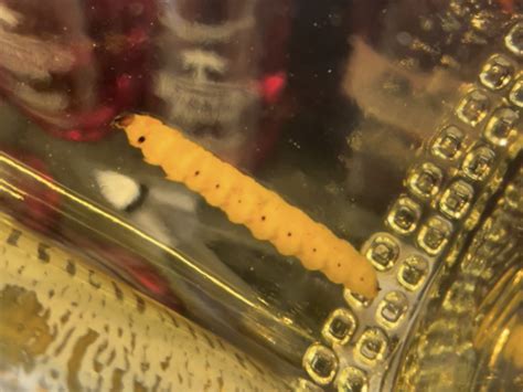 Mezcal Worm in a Bottle: DNA Testing Yields Unexpected Results : The ...