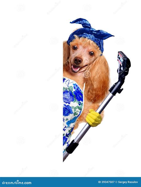 Housewife dog stock image. Image of household, funny - 39347507
