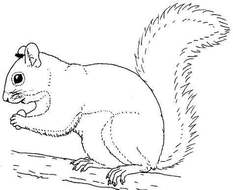 Squirrel coloring pages to download and print for free