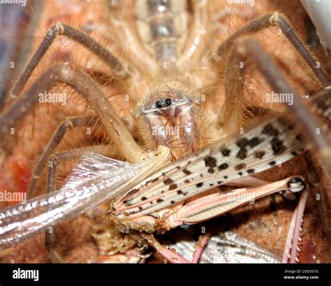 Camel spiders hi-res stock photography and images - Alamy